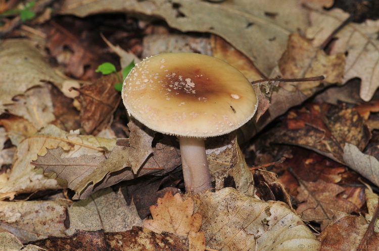 I primi di stagione...